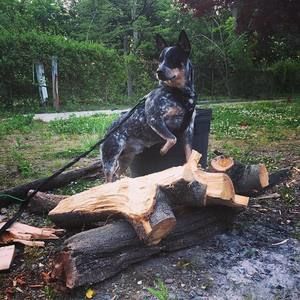 Meet your Posher, Devlen